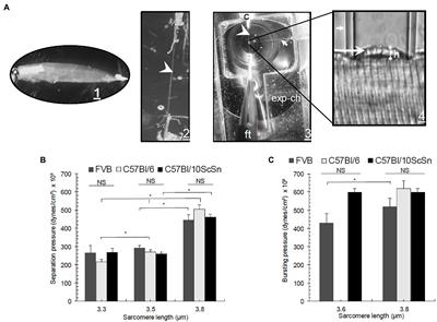 Biomechanical Properties of the Sarcolemma and Costameres of Skeletal Muscle Lacking Desmin